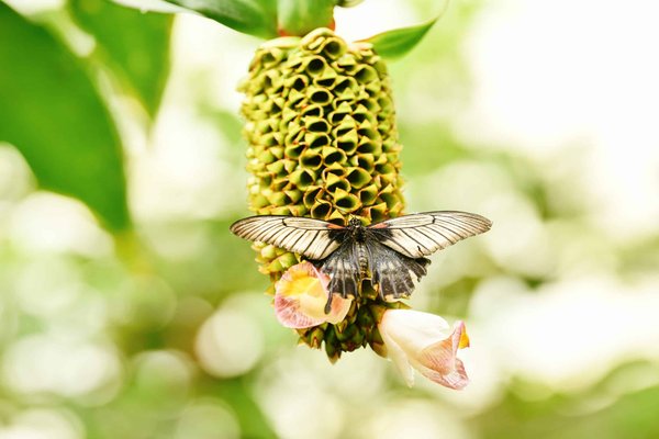 Quels sont les bienfaits du costus indien ?