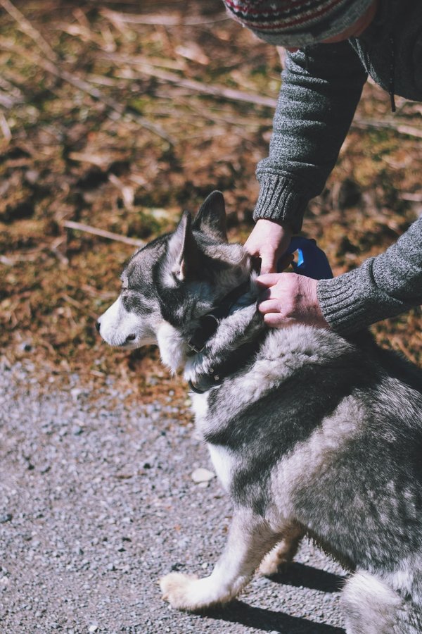 Comment utiliser un collier de dressage pour chien ?